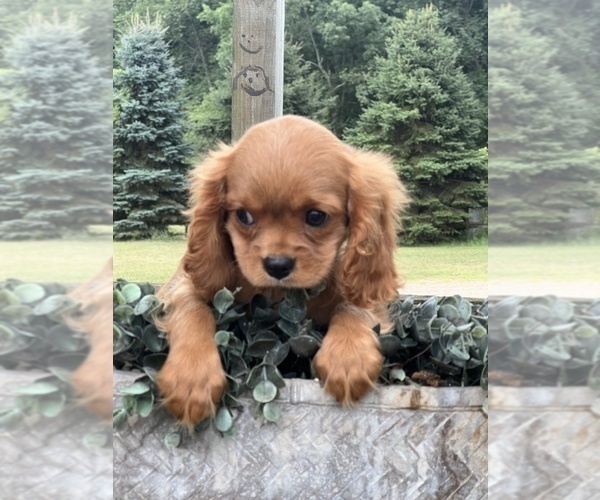 Medium Photo #2 Cavalier King Charles Spaniel Puppy For Sale in NILES, MI, USA