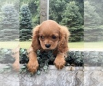Small #1 Cavalier King Charles Spaniel