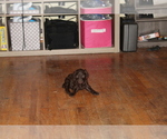 Small Photo #2 Poodle (Standard) Puppy For Sale in SPENCER, TN, USA
