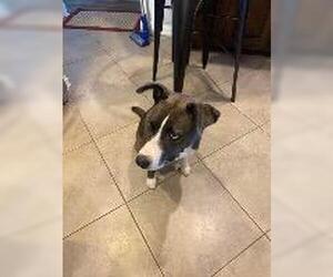 Barklee - Female Siberian Husky-Unknown Mix Dog for Adoption - Photo #2