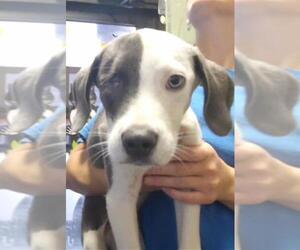 Mutt Dogs for adoption in Tulsa, OK, USA