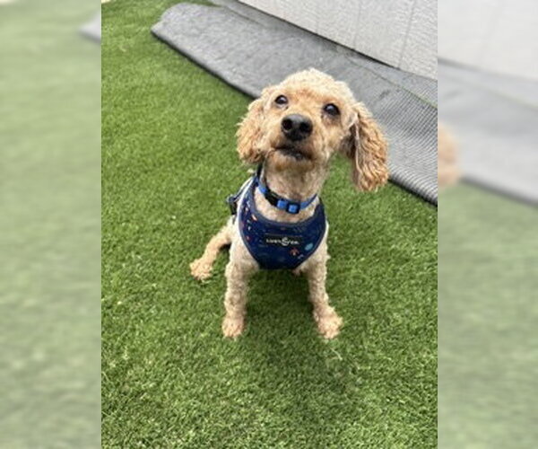 Medium Photo #5 Poodle (Miniature) Puppy For Sale in San Diego, CA, USA