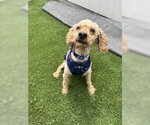 Small #4 Poodle (Miniature)