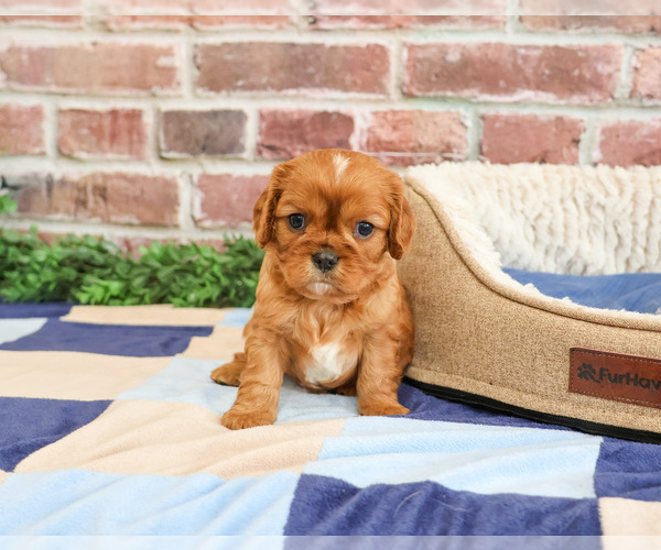 Medium Photo #2 Cavalier King Charles Spaniel Puppy For Sale in SYRACUSE, IN, USA