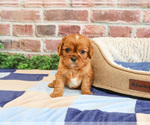 Small #1 Cavalier King Charles Spaniel