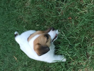 Jack Russell Terrier Puppy for sale in PALO PINTO, TX, USA