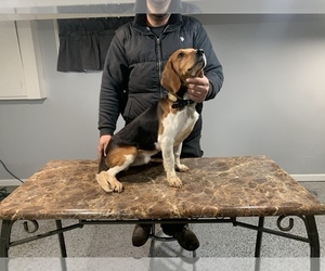 Beagle Puppy for Sale in NEW BRIT, Connecticut USA