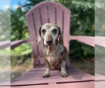 Small #4 Dachshund