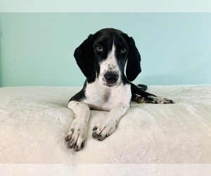 Border Collie-Redbone Coonhound Mix Puppy for sale in HILLSBORO, WI, USA