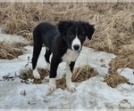 Puppy Gawain Border-Aussie