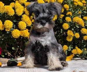 Medium Schnauzer (Miniature)