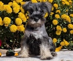 Puppy 2 Schnauzer (Miniature)