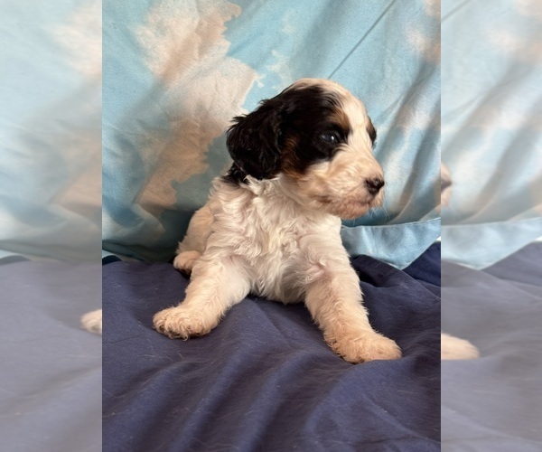 Medium Photo #5 Bernedoodle (Miniature) Puppy For Sale in LONGMONT, CO, USA