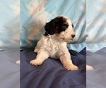 Templeton - Male Bernedoodle (Miniature) Puppy for Sale - Photo #5