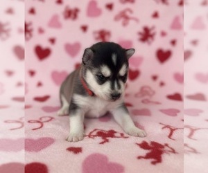 Alaskan Klee Kai Puppy for sale in WILLIAMSBURG, OH, USA