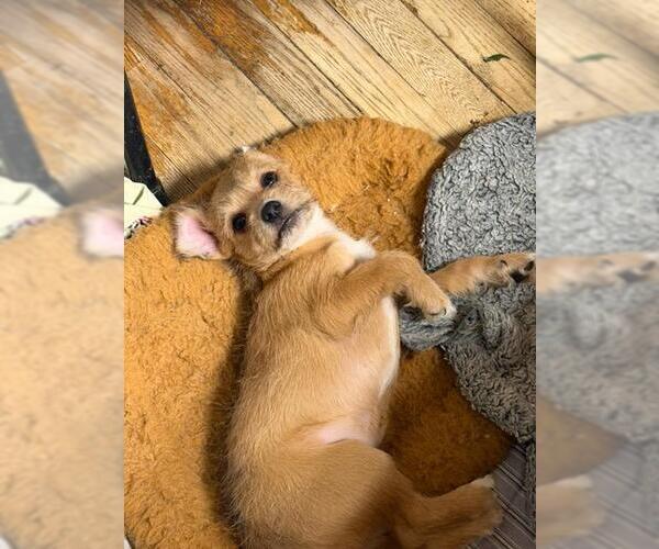 Medium Photo #1 Malchi Puppy For Sale in Hewitt, NJ, USA