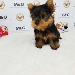 Yorkshire Terrier Puppy for sale in TEMPLE CITY, CA, USA