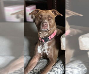 Labrador Retriever Dogs for adoption in San Antonio, TX, USA