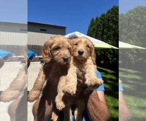 -Goldendoodle Mix Puppy for sale in SPOKANE, WA, USA