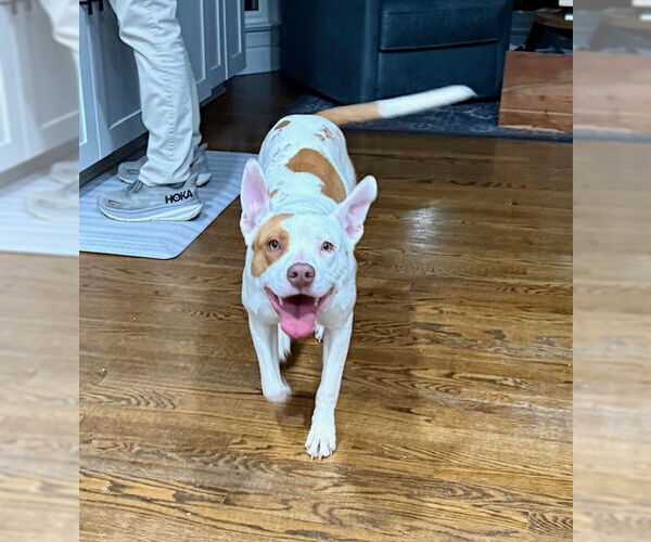 Medium Photo #3 American Staffordshire Terrier Puppy For Sale in Holly Springs, NC, USA