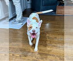 Small #2 American Staffordshire Terrier