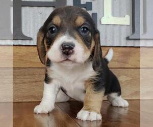 Beagle Puppy for sale in BIRMINGHAM, AL, USA