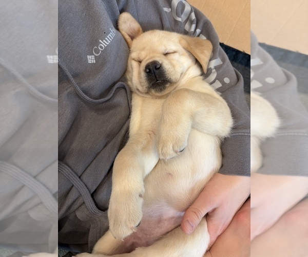 Medium Photo #5 Labrador Retriever Puppy For Sale in FAYETTEVILLE, OH, USA