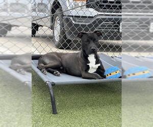 POE - Male American Pit Bull Terrier Dog for Adoption - Photo #2