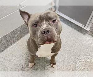 ACE - Male Mutt Dog for Adoption - Photo #2