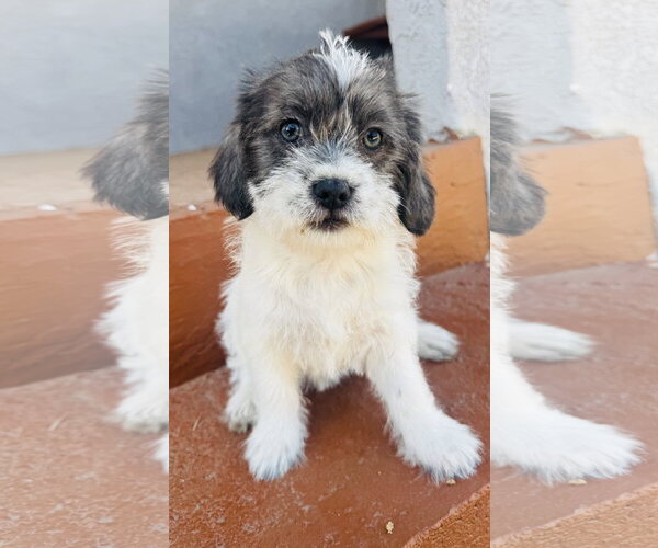 Medium Photo #3 Mutt Puppy For Sale in Marina Del Rey, CA, USA