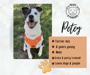 PETEY - Male Mutt Dog for Adoption - Photo #3