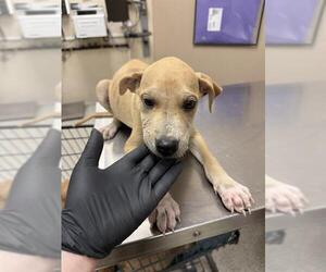 Black Mouth Cur-Unknown Mix Dogs for adoption in Conroe, TX, USA