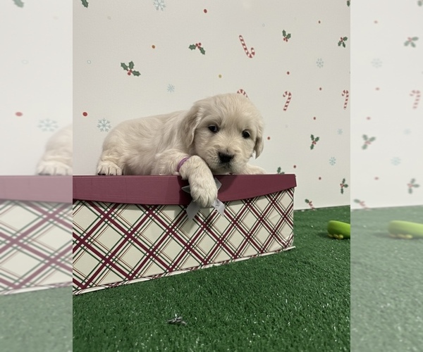 Medium Photo #3 English Cream Golden Retriever Puppy For Sale in MORENO VALLEY, CA, USA