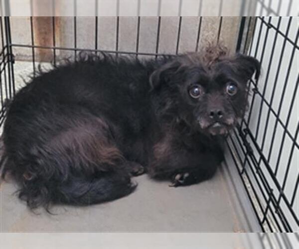 Medium Photo #1 Brussels Griffon-Unknown Mix Puppy For Sale in Lodi, CA, USA