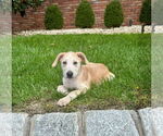 Small #1 Mutt
