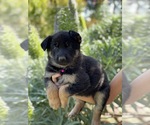 Puppy 4 German Shepherd Dog