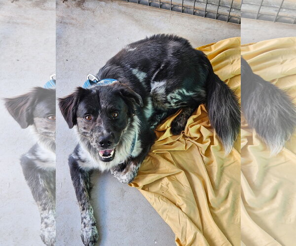 Medium Photo #2 Pyrenees Border Collie Puppy For Sale in Monte Vista, CO, USA
