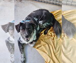 Small #1 Pyrenees Border Collie