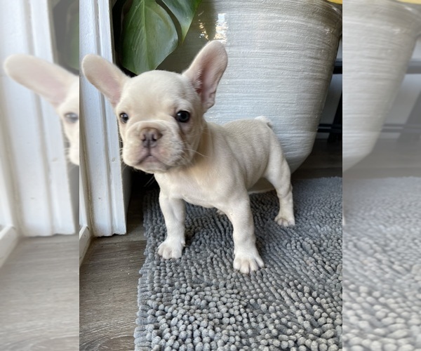 Medium Photo #33 French Bulldog Puppy For Sale in SAN BERNARDINO, CA, USA