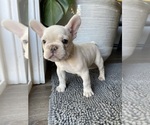 Small Photo #33 French Bulldog Puppy For Sale in SAN BERNARDINO, CA, USA
