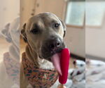 Small #1 American Pit Bull Terrier-Labrador Retriever Mix