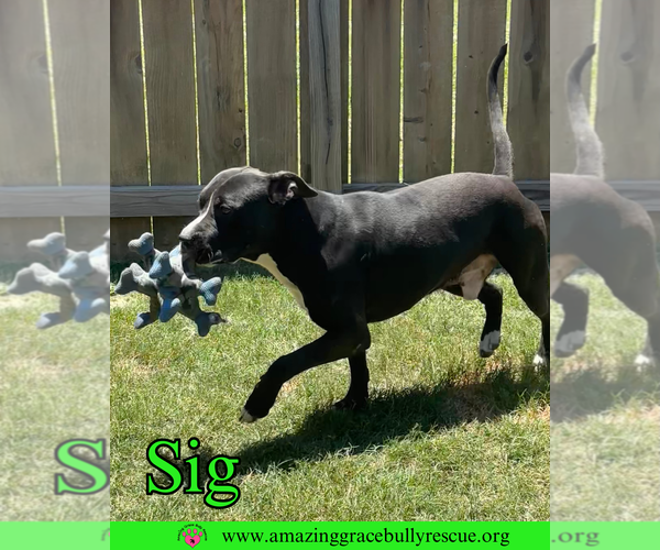 Medium Photo #3 American Bulldog-Unknown Mix Puppy For Sale in Pensacola, FL, USA