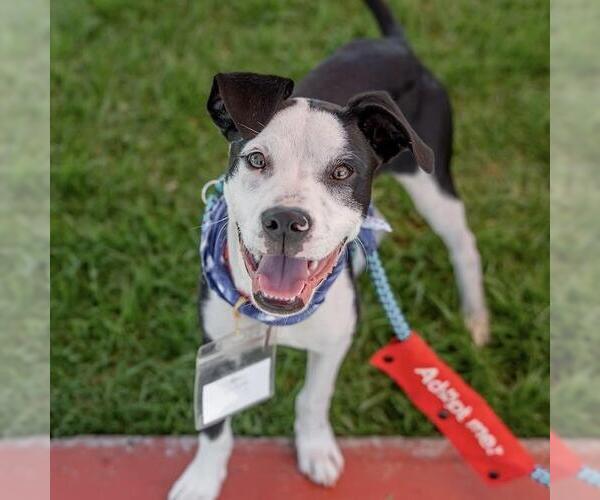 Medium Photo #28 Boxer-Unknown Mix Puppy For Sale in San Diego, CA, USA