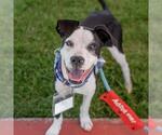 Small #27 Boxer Mix