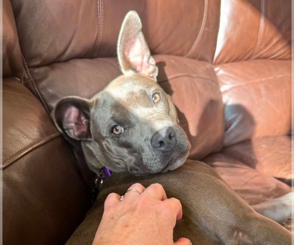 Medium Photo #5 Mutt Puppy For Sale in Rockaway, NJ, USA