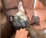 Small #4 Mutt