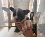 Small Photo #6 French Bulldog Puppy For Sale in POPLAR GROVE, IL, USA