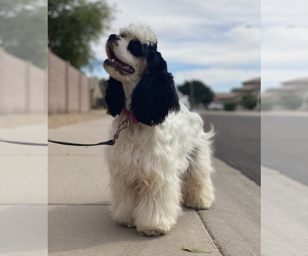 Medium Photo #11 Cocker Spaniel Puppy For Sale in AVONDALE-GOODYEAR, AZ, USA