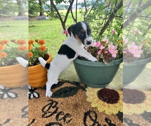 Jack Russell Terrier Puppy for sale in NASHVILLE, NC, USA