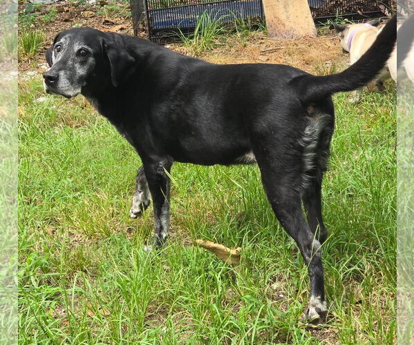 Medium Photo #2 Labrador Retriever Puppy For Sale in Alexander, AR, USA
